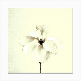 Magnolia Canvas Print