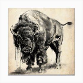 American Bison Study Canvas Print