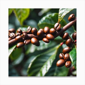 Coffee Beans On A Tree 43 Canvas Print