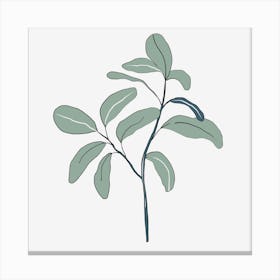 Eucalyptus Canvas Print