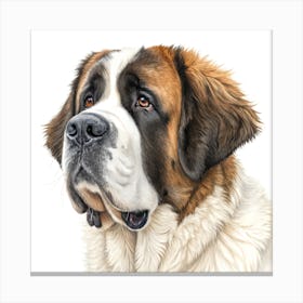 Saint Bernard Dog Portrait Stampe su tela