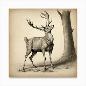 Deer Drawing 12 Canvas Print