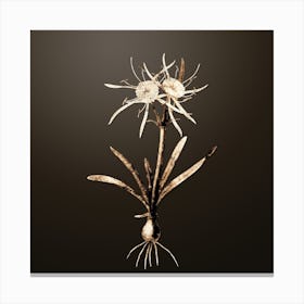Gold Botanical Streambank Spiderlily on Chocolate Brown n.2592 Canvas Print
