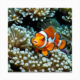 Clownfish In Anemones 1 Canvas Print