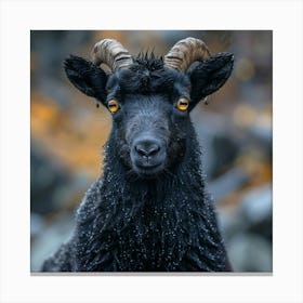 Black Sheep Canvas Print