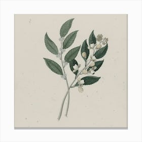 Syzygium Canvas Print