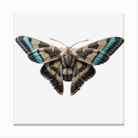 Butterfly Moth On Black 2 Canvas Print