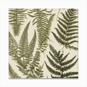 Ferns Canvas Print