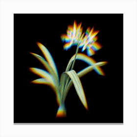 Prism Shift Pancratium Illyricum Botanical Illustration on Black n.0390 Canvas Print