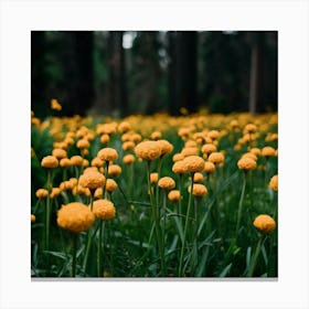 Yellow Flowers In The Forest Canvas Print