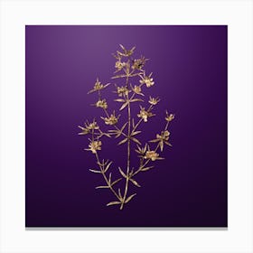 Gold Botanical Heath Mirbelia Branch on Royal Purple Canvas Print