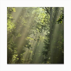 Sunbeams In The Forest 3 Canvas Print