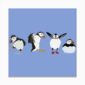Exercising Puffins Canvas Print