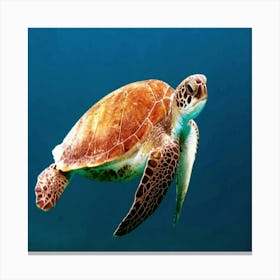 Turtle Canvas Print