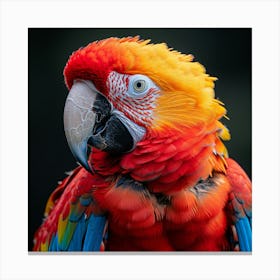 Colorful Parrot 12 Canvas Print