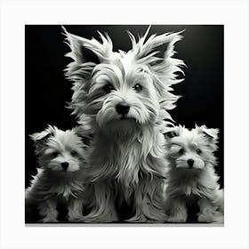 Three White Dogs 2 Canvas Print