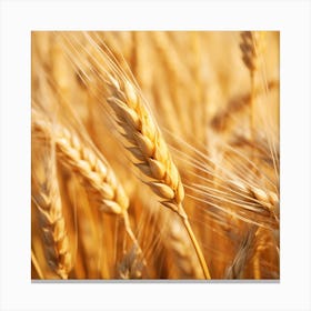 Golden Wheat In The Field Canvas Print