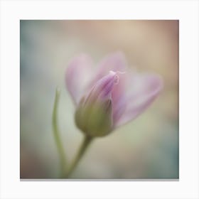 A Close Up Of A Delicate Bird Bud Just Beginning To Bloom, With Soft Petals And Hints Of Vibrant Col (6) Canvas Print