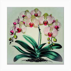 Orchids 1 Canvas Print