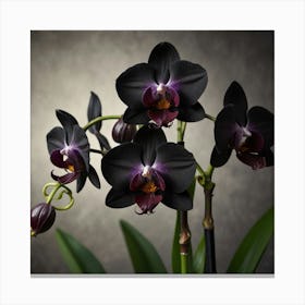 Black Orchids Canvas Print