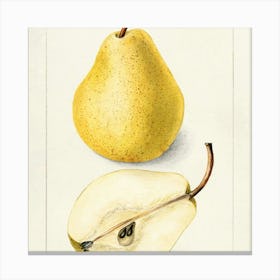 Two Pears Canvas Print