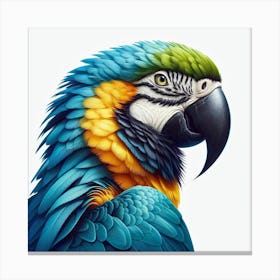 Macaw 1 Canvas Print