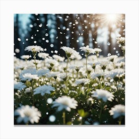 White Chrysanthemums Canvas Print