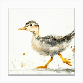 Duck Walking Canvas Print