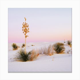 Pastel White Sand Sunset Canvas Print