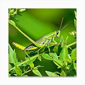 Grasshopper 35 Canvas Print