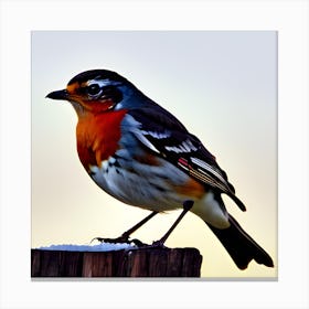 Robin Canvas Print