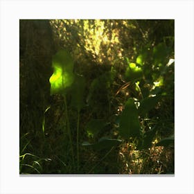 Feuille Lumineuse Canvas Print