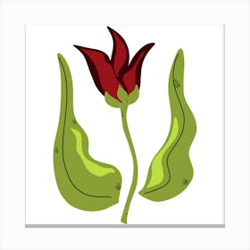 Red Tulip Canvas Print