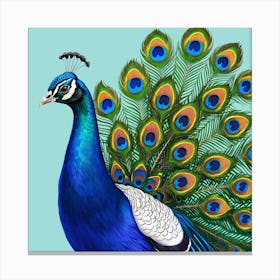 Peacock 6 Canvas Print