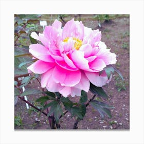 Peony in Japan 15 Canvas Print