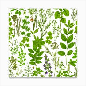 Herbs As A Background (85) Canvas Print