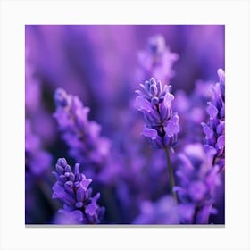 Lavender Flowers 14 Canvas Print