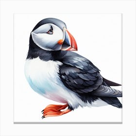 Bird Puffin 3 Canvas Print