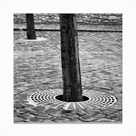 Tree Trunks And Cobbles Square Canvas Print