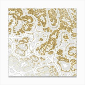 Gold And White Pattern 1 Canvas Print