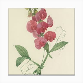 Sweet Peas Canvas Print