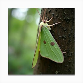 A Delicate Luna Moth Resting On A Tree Trunk 2 Canvas Print