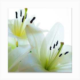 White Yellow Lilies Canvas Print