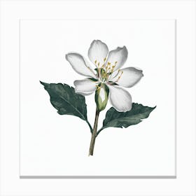 Apple Blossom 1 Canvas Print