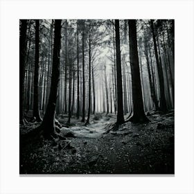 Firefly Noir Forest A Monochromatic Look With High Contrast And Deep Shadows 2 Leinwandbild