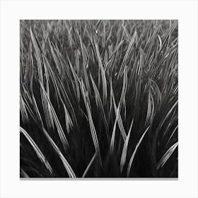 Black And White Grass Canvas Print
