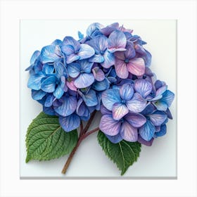 Hydrangea 4 Canvas Print