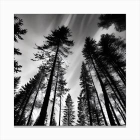 Silhouette Of Pine Trees Canvas Print