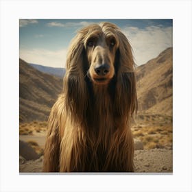 Afghan Hound Canvas Print