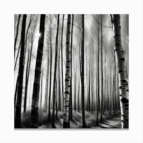 Birch Forest 38 Canvas Print